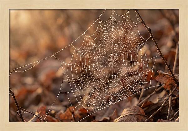 Spider Web Jeweled With Dewdrops