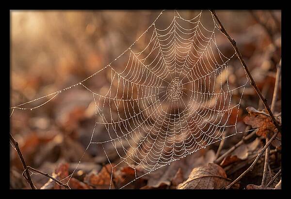 Spider Web Jeweled With Dewdrops