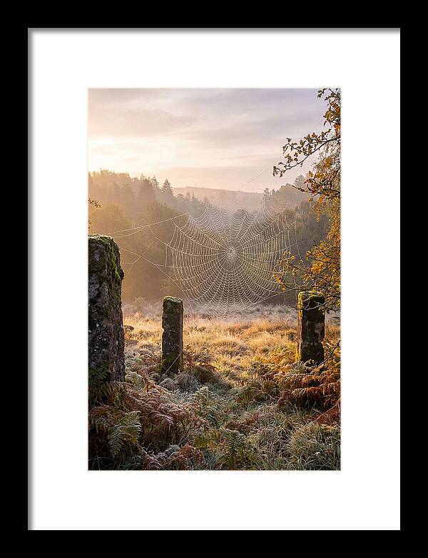 Spider Webs Glimmering In Dawn