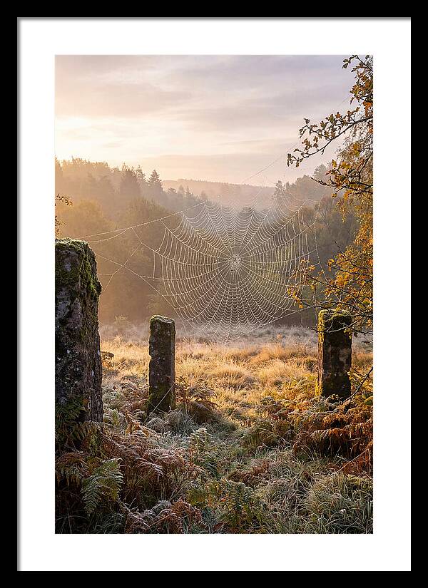 Spider Webs Glimmering In Dawn