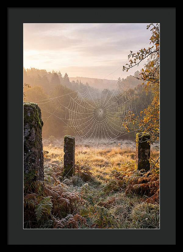 Spider Webs Glimmering In Dawn