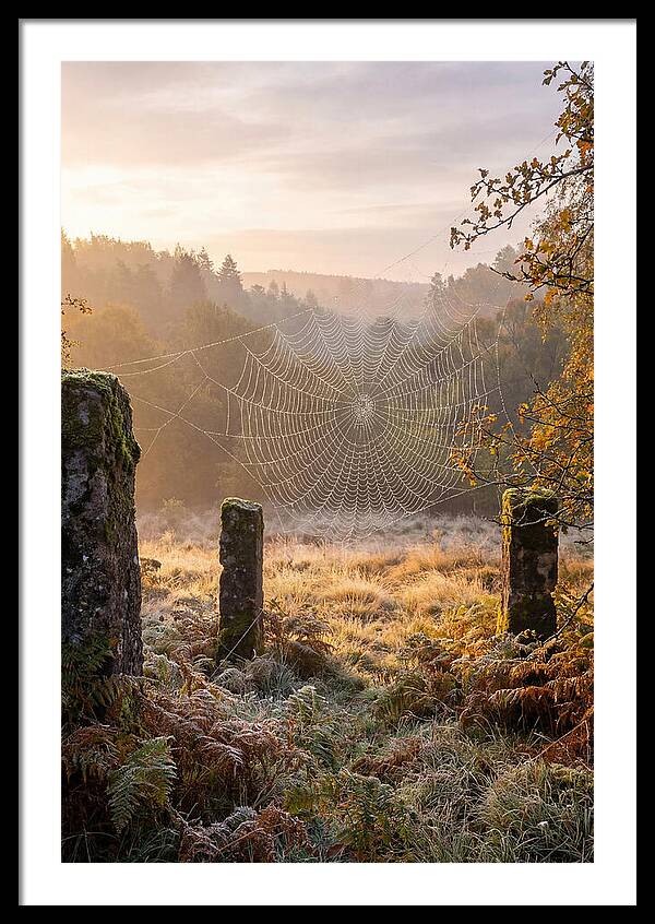 Spider Webs Glimmering In Dawn