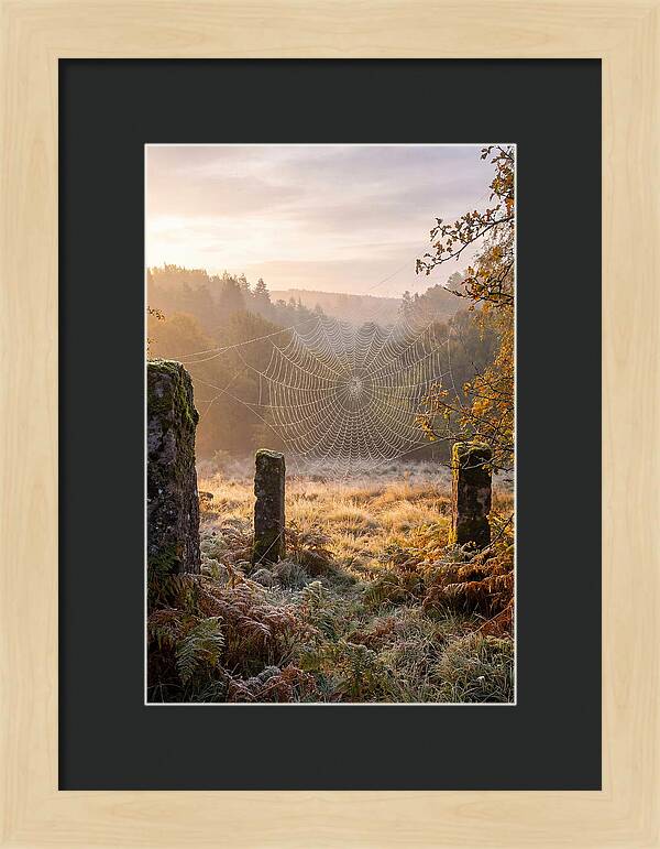 Spider Webs Glimmering In Dawn