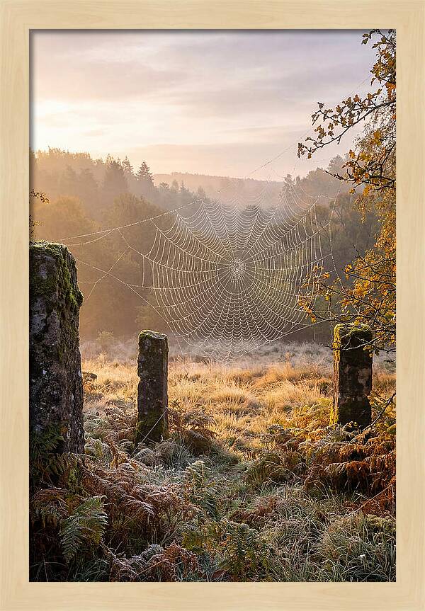Spider Webs Glimmering In Dawn