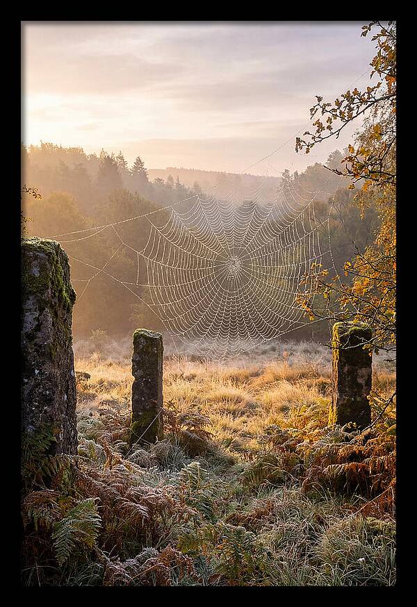 Spider Webs Glimmering In Dawn
