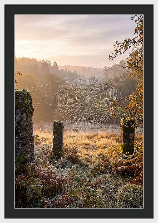 Spider Webs Glimmering In Dawn