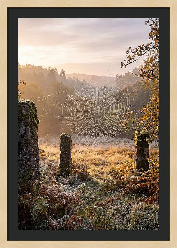 Spider Webs Glimmering In Dawn