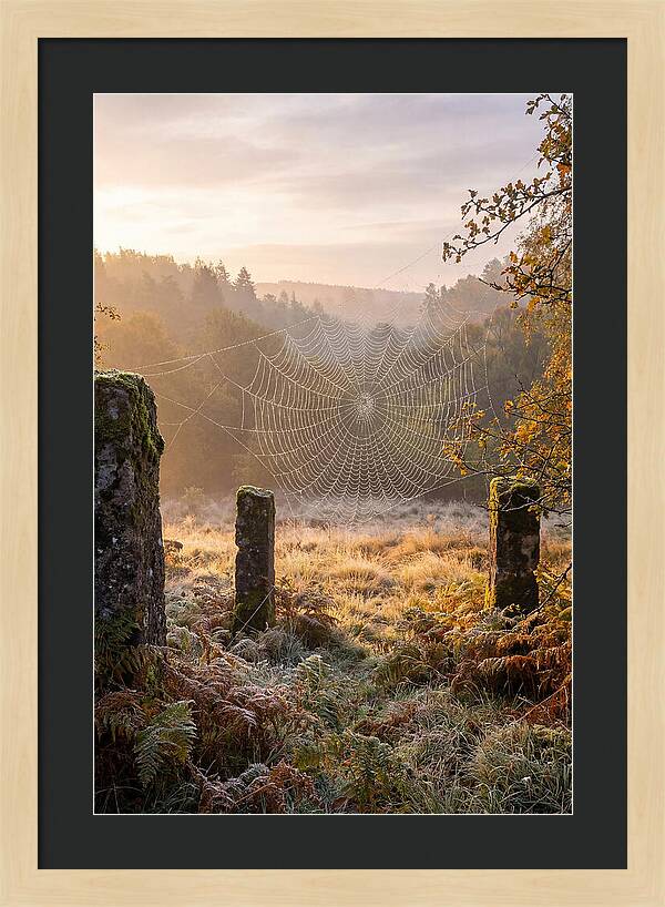 Spider Webs Glimmering In Dawn