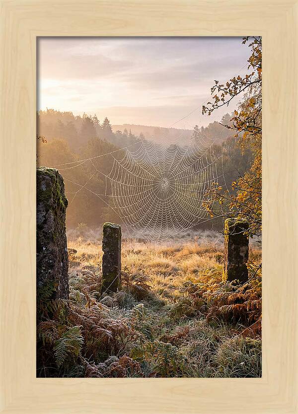 Spider Webs Glimmering In Dawn