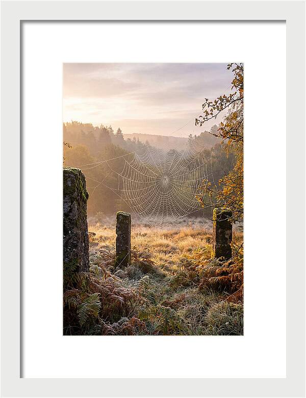 Spider Webs Glimmering In Dawn