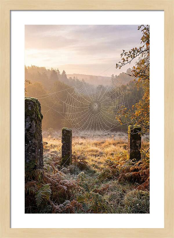 Spider Webs Glimmering In Dawn