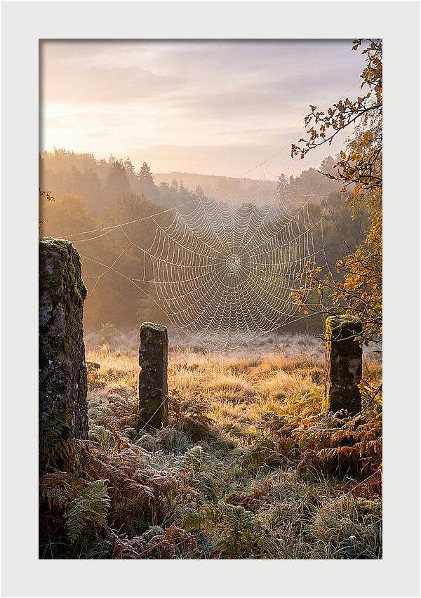 Spider Webs Glimmering In Dawn