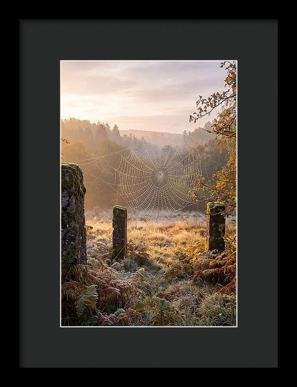 Spider Webs Glimmering In Dawn