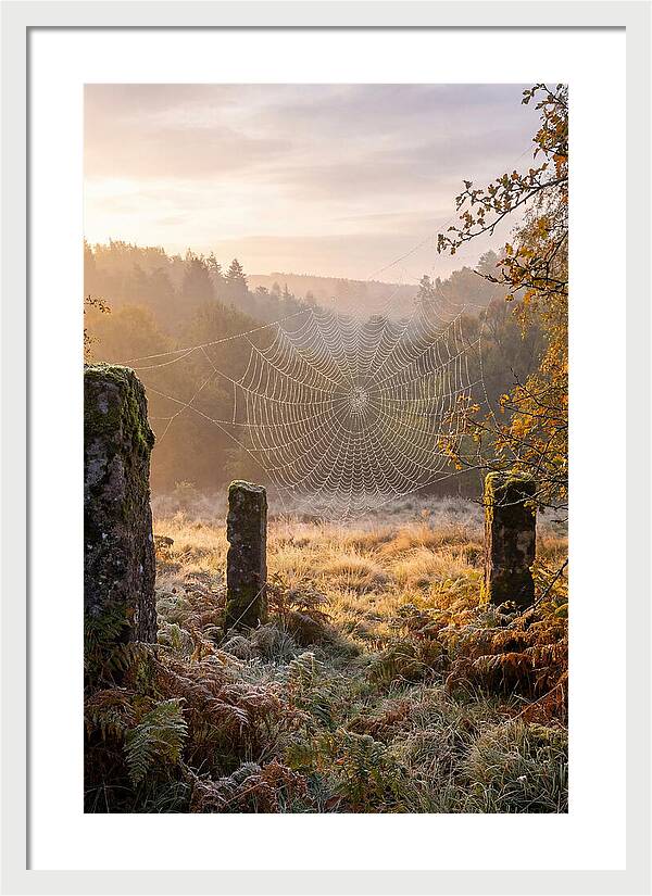 Spider Webs Glimmering In Dawn
