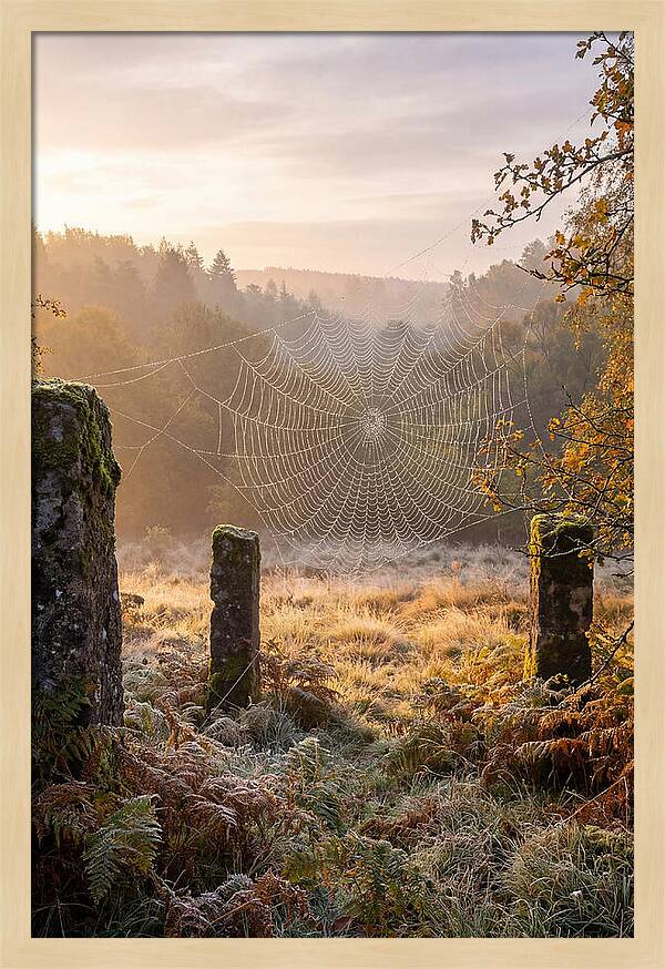 Spider Webs Glimmering In Dawn