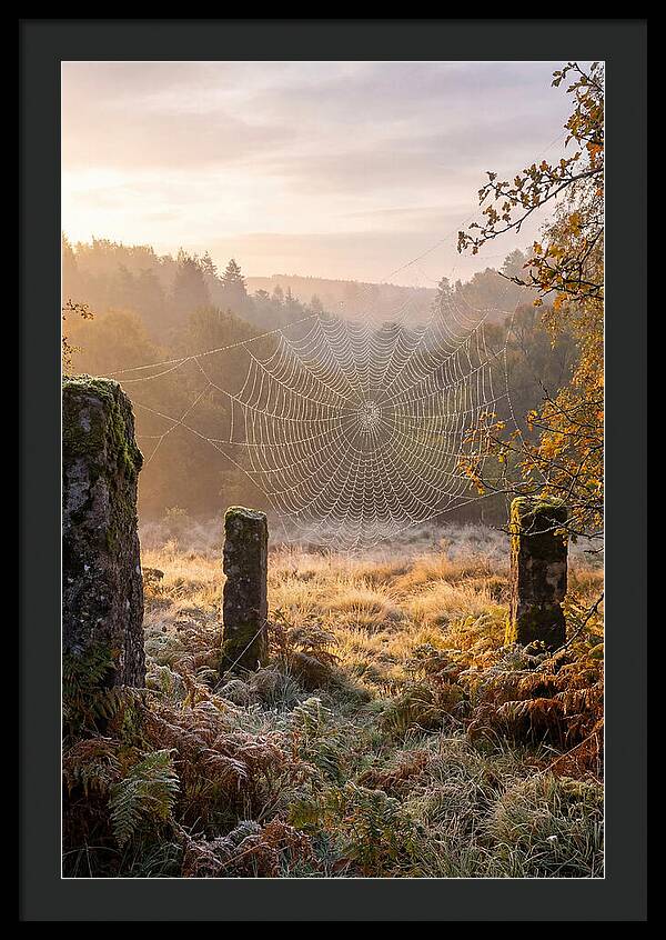 Spider Webs Glimmering In Dawn