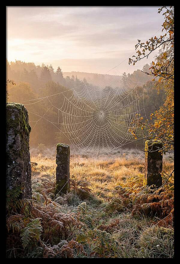 Spider Webs Glimmering In Dawn
