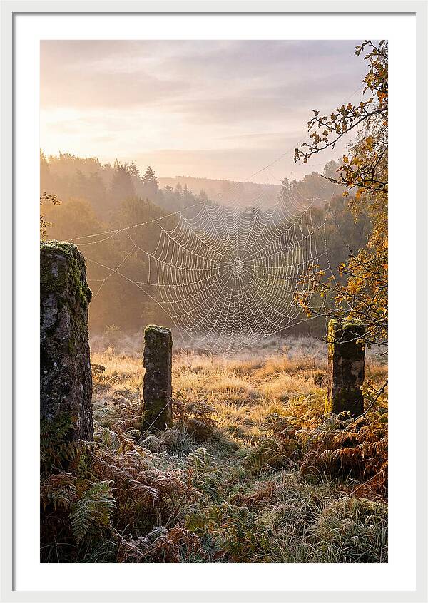 Spider Webs Glimmering In Dawn