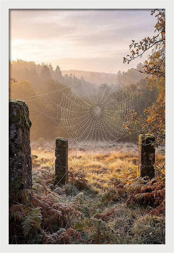 Spider Webs Glimmering In Dawn