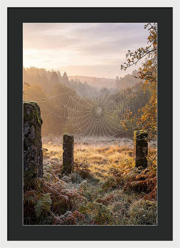 Spider Webs Glimmering In Dawn