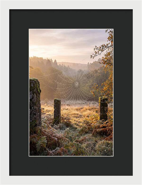 Spider Webs Glimmering In Dawn