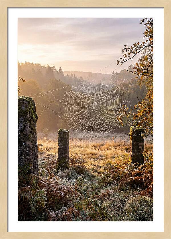 Spider Webs Glimmering In Dawn