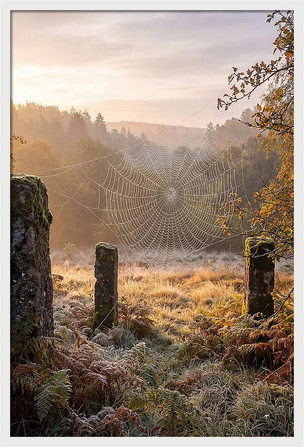 Spider Webs Glimmering In Dawn