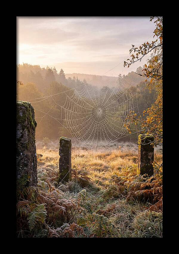 Spider Webs Glimmering In Dawn