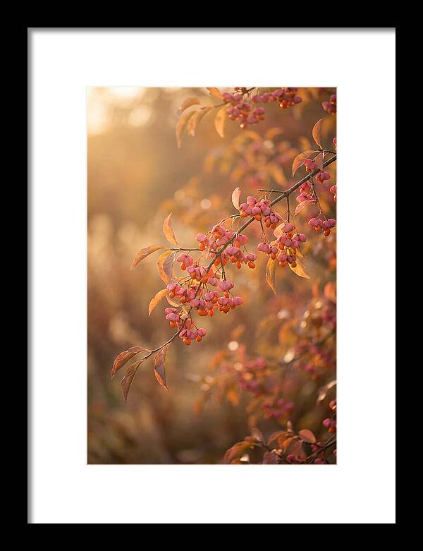 Spindle Tree Serenity
