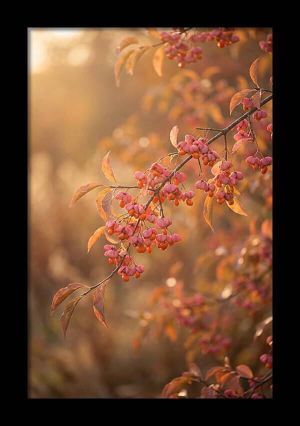 Spindle Tree Serenity
