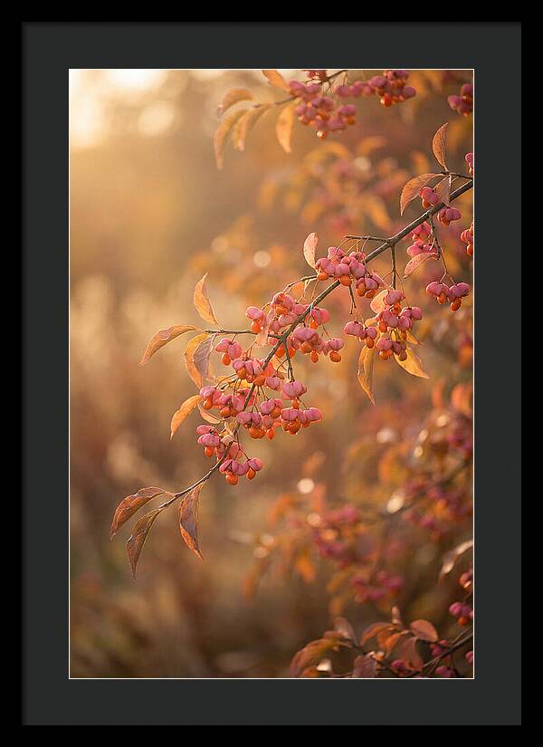 Spindle Tree Serenity
