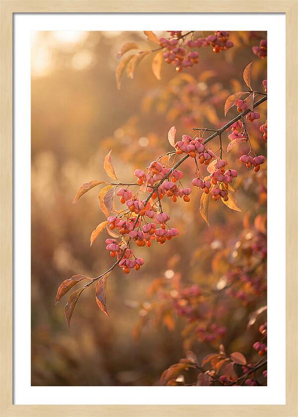 Spindle Tree Serenity