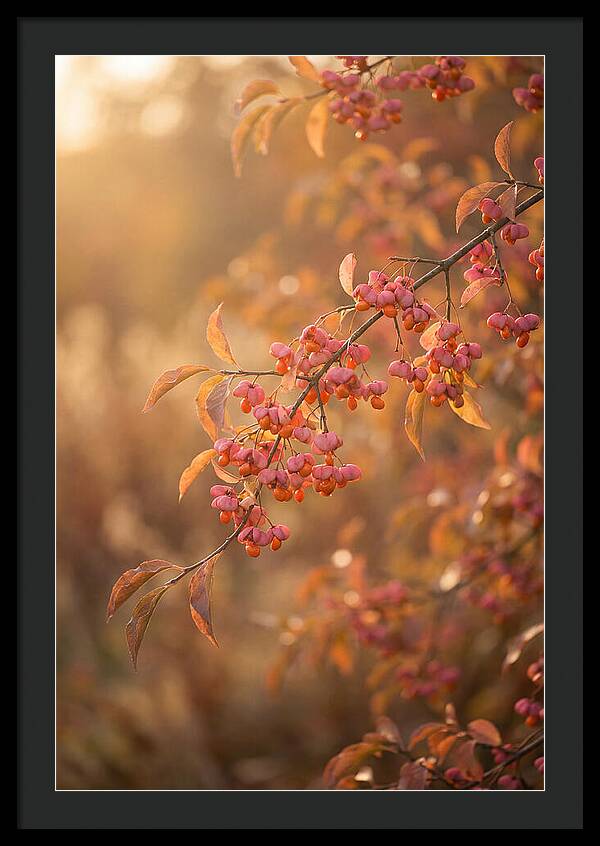 Spindle Tree Serenity