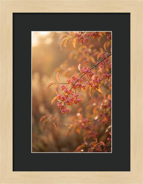 Spindle Tree Serenity