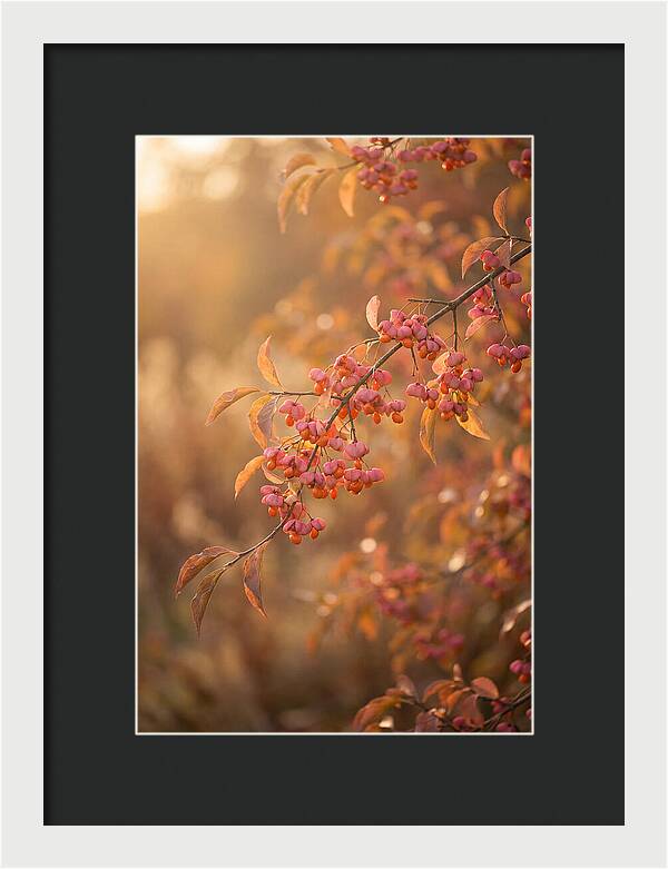 Spindle Tree Serenity