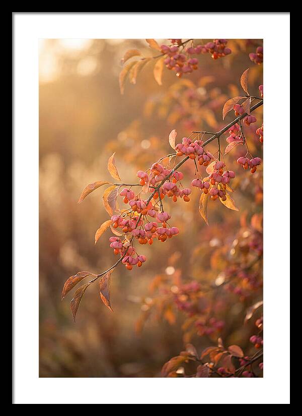 Spindle Tree Serenity