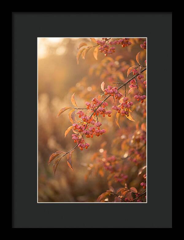 Spindle Tree Serenity