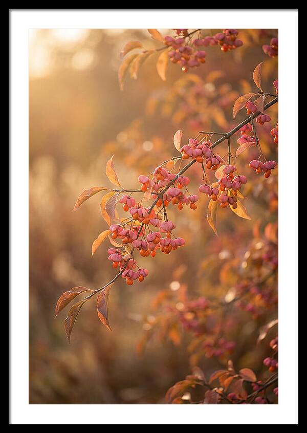 Spindle Tree Serenity
