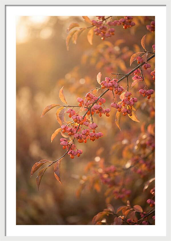 Spindle Tree Serenity