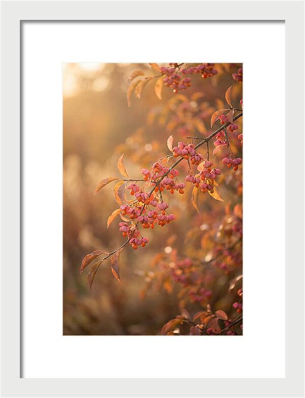 Spindle Tree Serenity