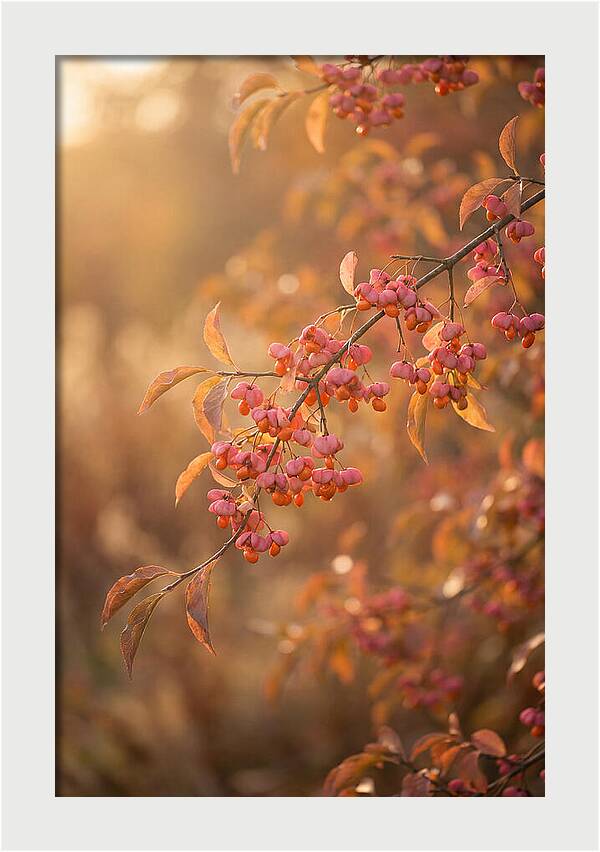 Spindle Tree Serenity
