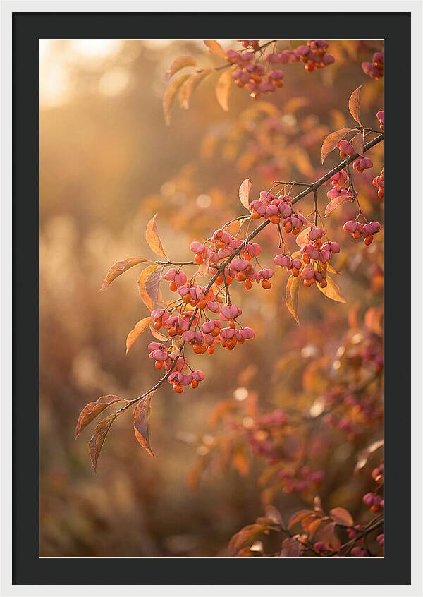 Spindle Tree Serenity
