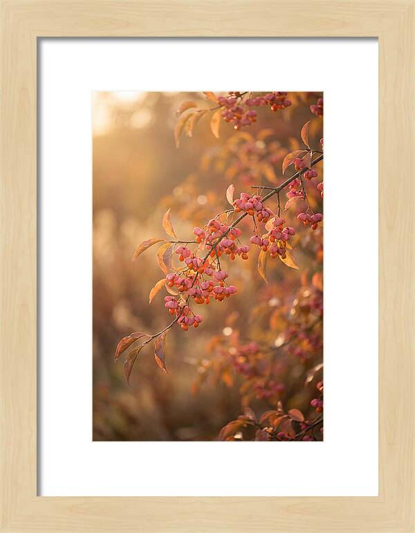 Spindle Tree Serenity