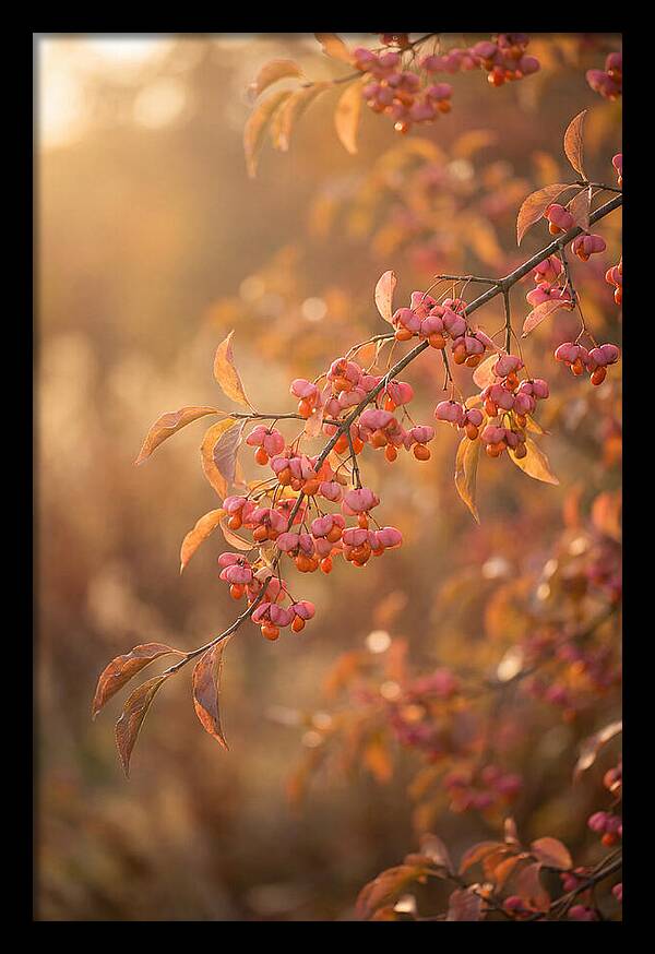 Spindle Tree Serenity