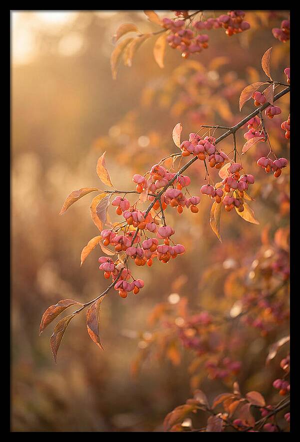 Spindle Tree Serenity
