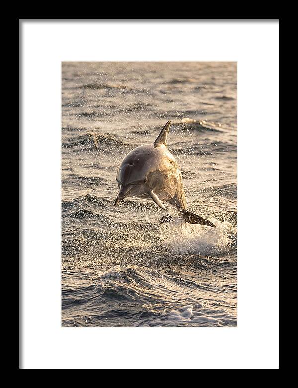 Spinner Dolphin Leaping Through Waves