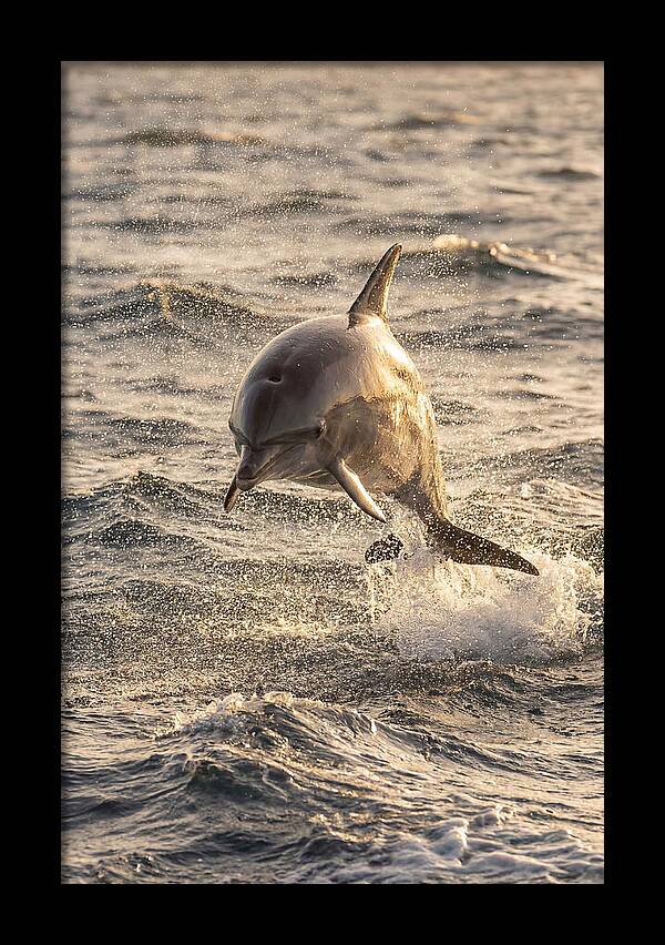 Spinner Dolphin Leaping Through Waves
