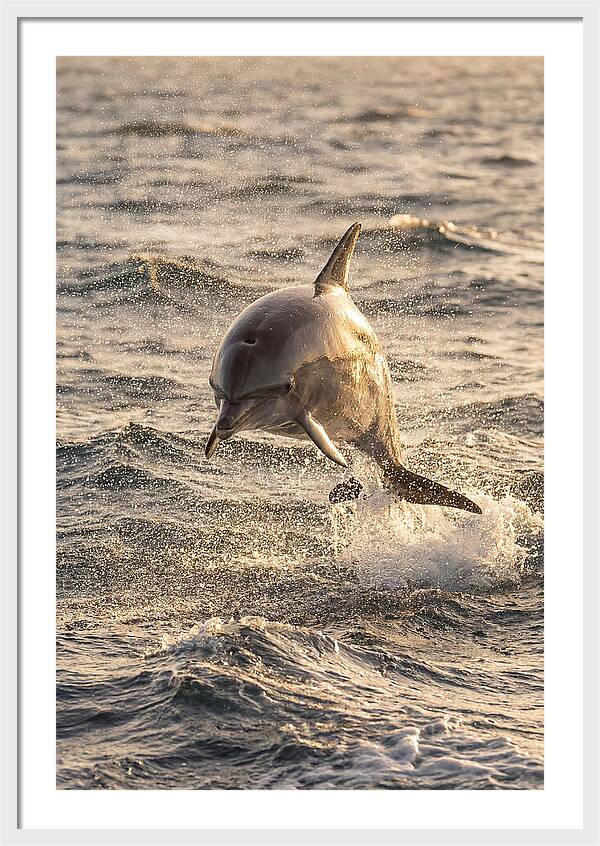 Spinner Dolphin Leaping Through Waves