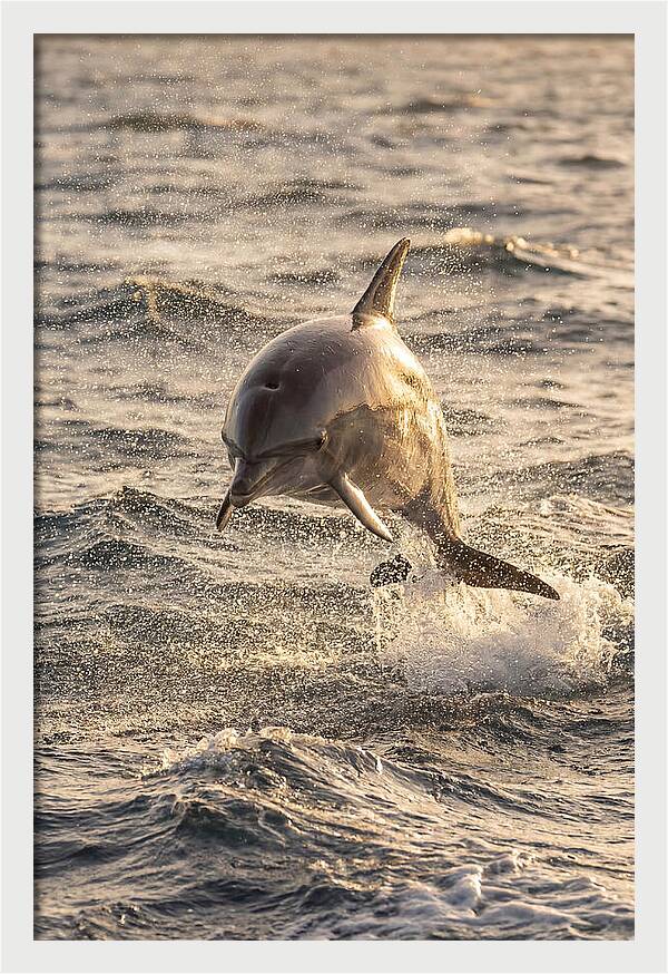 Spinner Dolphin Leaping Through Waves