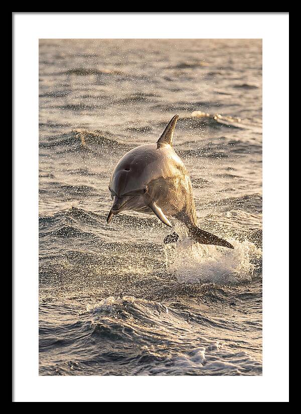 Spinner Dolphin Leaping Through Waves